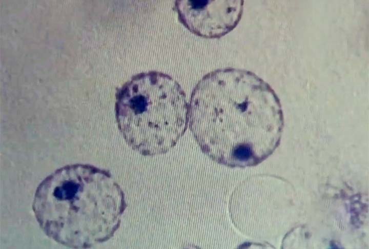 A clonagem de Dolly foi realizada por cientistas do Instituto Rolin, no Reino Unido, a partir da extração de uma célula da glândula mamária de outra ovelha. 

