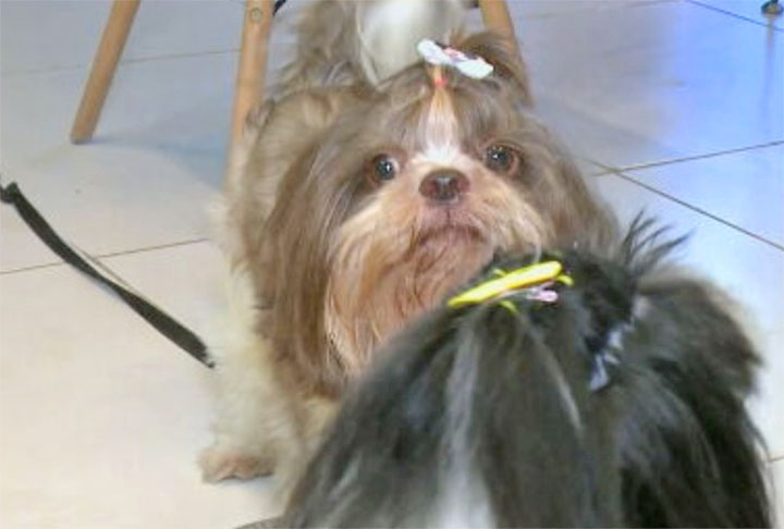 Nenê, variação de Bebê, aparece na quarta posição entre os apelidos mais citados com 22%. 