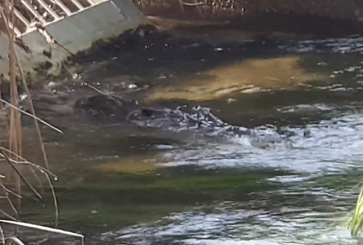 Os crocodilos têm profundo significado cultural para os povos indígenas, sendo parte de suas histórias e modos de vida há milhares de anos.