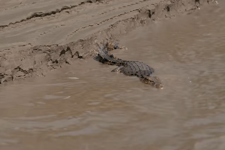 Hoje, a Austrália enfrenta o desafio de gerenciar a população crescente desses animais para garantir a segurança pública, mantendo o equilíbrio entre proteção ambiental e convivência humana.