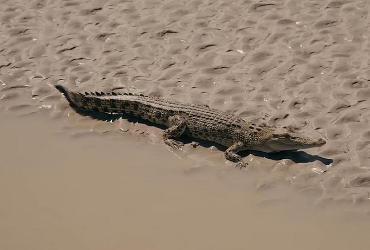Com a proibição da caça em 1971, os números cresceram rapidamente, transformando os crocodilos de uma espécie ameaçada para uma protegida.