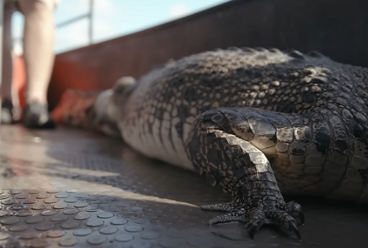 Obviamente, não vamos capturar todos os crocodilos, mas quanto mais tirarmos do porto, menor será o risco de haver um encontro com crocodilos e pessoas, explicou.