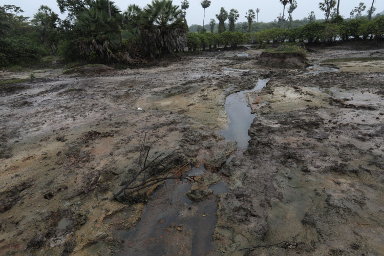 CAUCAIA-CE, BRASIL, 20.06.2025: Peixes mortos em Caucaia.   (Fotos: Fabio Lima)