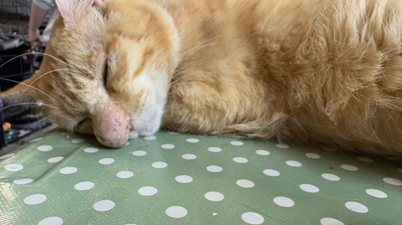 Durante o tratamento, fluídos foram retirados do focinho de Barney.