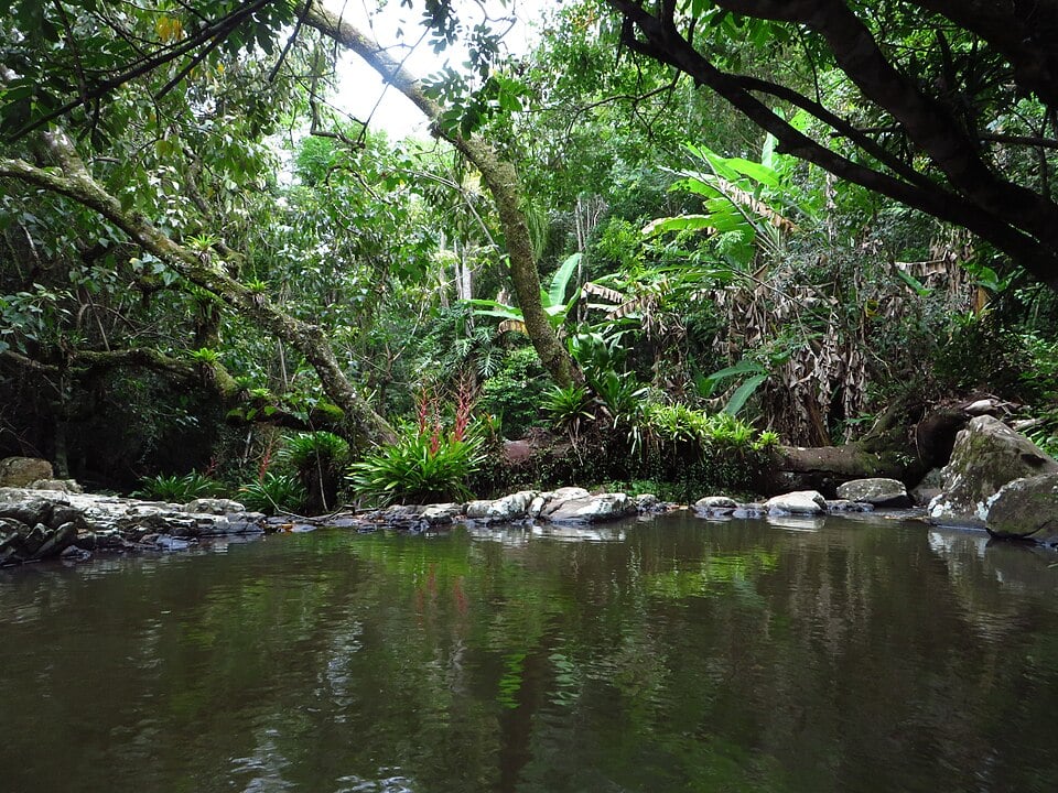 Cada bugio recebeu um microchip de identificação e passou por processo de ambientação num recinto com tela na floresta. O pré-requisito para a soltura dos bugios na mata era que eles se alimentassem de pelo menos 10 espécies vegetais encontradas naquele habitat. 
