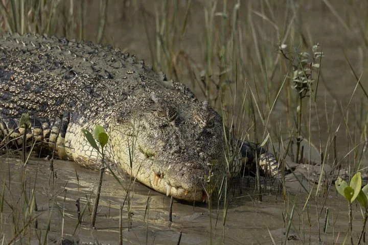A população dos crocodilos chegou a cerca de 3 mil indivíduos após a Segunda Guerra Mundial, mas voltou a crescer.