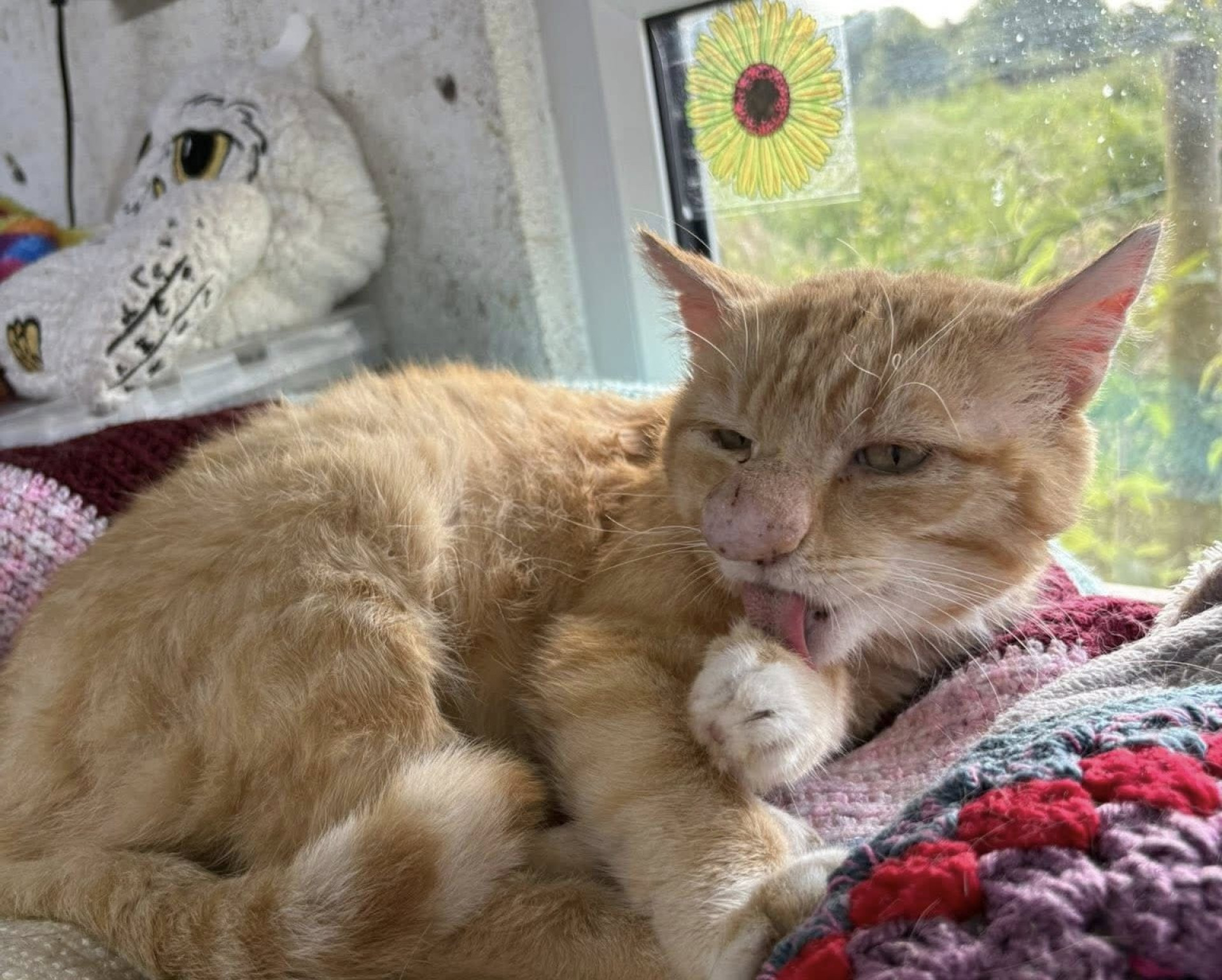 Barney Bubble sofre com uma infecção fúngica, que deixou o focinho grande.