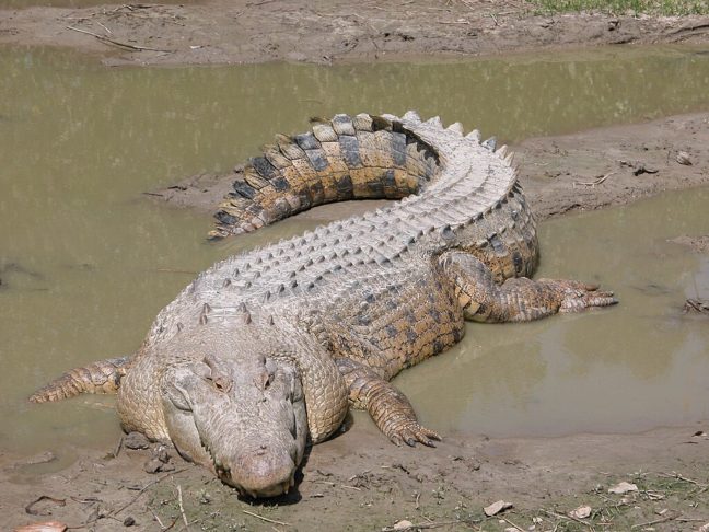 Embora o número de crocodilos (100 mil) seja menor que o da população humana local (250 mil), debates sobre controle populacional e segurança continuam, especialmente em regiões turísticas como Queensland, onde há mais incidentes fatais.