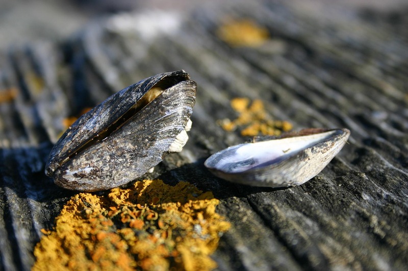 Consumidos desde a pré-história, os mexilhões foram considerados por culturas greco-romanas como um alimento nobre, servido em festas e ocasiões especiais.