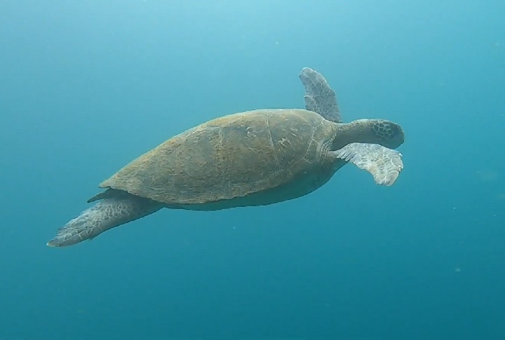 Apesar de desabitadas, as Ilhas Cagarras atraem pesquisadores, mergulhadores e turistas interessados em ecoturismo.