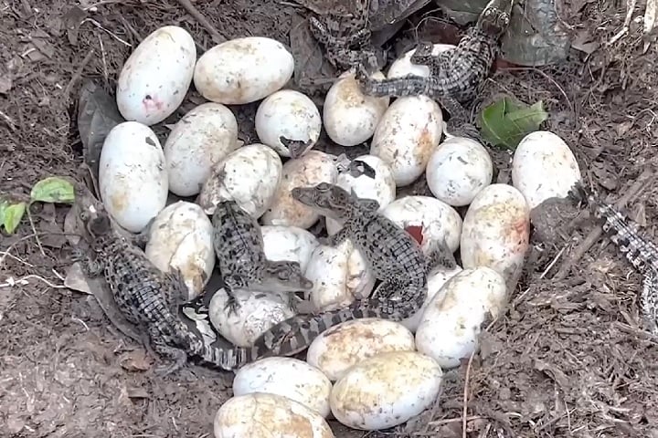 Estima-se que 150.000 crocodilos estejam em cativeiro no Território do Norte. Os ovos coletados em áreas remotas, como a Terra de Arnhem, são chocados em parceria com comunidades indígenas, como forma de apoiar a conservação e gerar benefícios financeiros para essas populações.