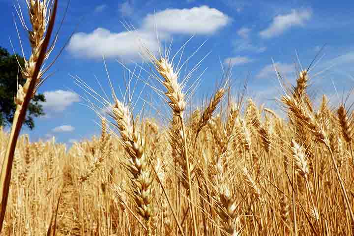 Na primavera de 2016, esse material foi usado para fertilizar plantações de cevada, gerando 11 toneladas do grão.