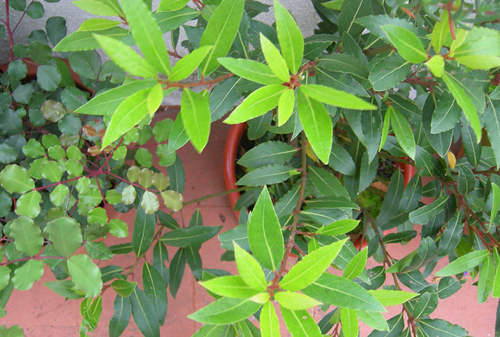 Ou pode plantar em vaso, num espaço mais reduzido. Para isso, use um vaso médio, já que as folhas ficam com cerca de 15 cm.