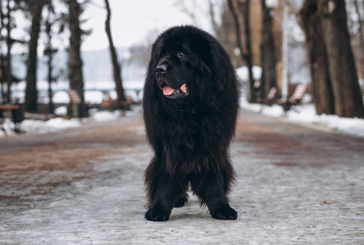 Um estudo divulgado pelo jornal britânico Daily Mail e conduzido por especialistas do site Money.co.uk apontou qual é a raça de cachorro mais bonita do mundo.