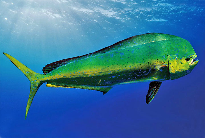 De acordo com as recomendações da Associação Americana do Coração, é aconselhável consumir diferentes tipos de peixes ao menos duas vezes por semana, a fim de aproveitar os efeitos benéficos do ômega 3.