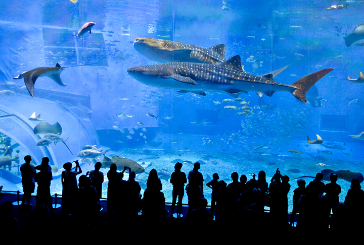 Tem quatro andares num terreno de 19 mil m². Tem 77 tanques com 10 mil m³ de água salgada. Abriga mais de 800 espécies, incluindo colônias de coral. A água para exposições de água salgada é bombeada a partir de uma fonte a 350 m da costa, dia e noite. Tubarões-baleia e raias manta estão entre os destaques. 