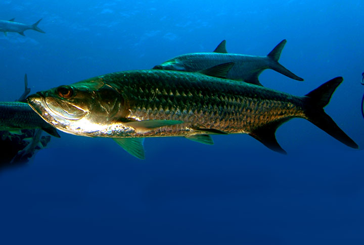 É possível obter benefícios para a saúde por meio do consumo equilibrado de várias espécies de peixes, tanto de água doce quanto de água salgada.