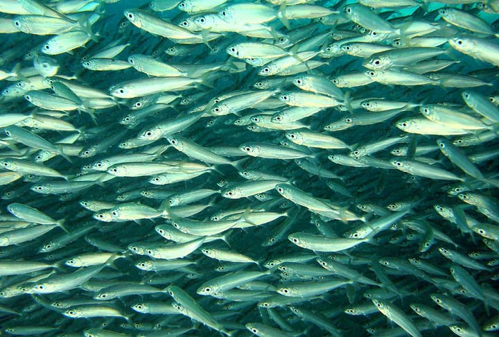 Além disso, o peixe também tem menos gordura saturada e menos colesterol do que a carne vermelha. Mas é preciso se atentar aos tipos. A começar pelos mais famosos de água doce.
