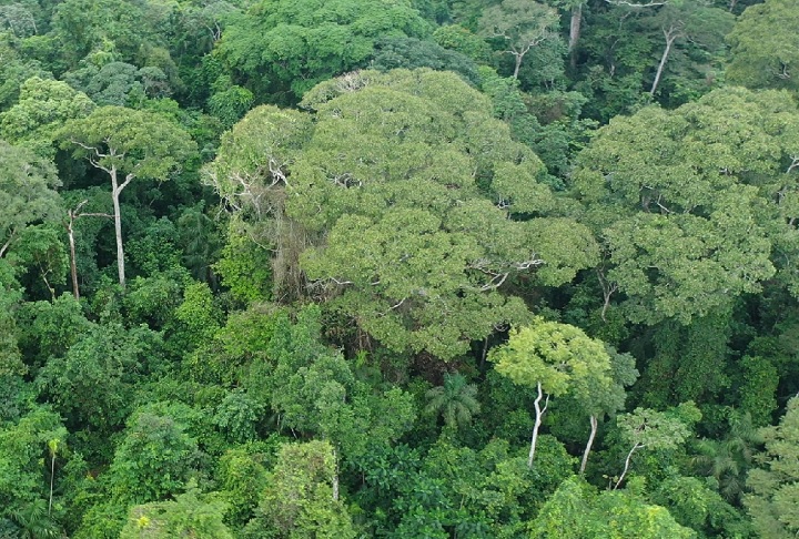A Dipteryx oleifera, também conhecida como almendro ou tonka, é uma árvore tropical nativa da América Central e do Norte da América do Sul, incluindo países como Panamá, Costa Rica, Colômbia e Venezuela.
