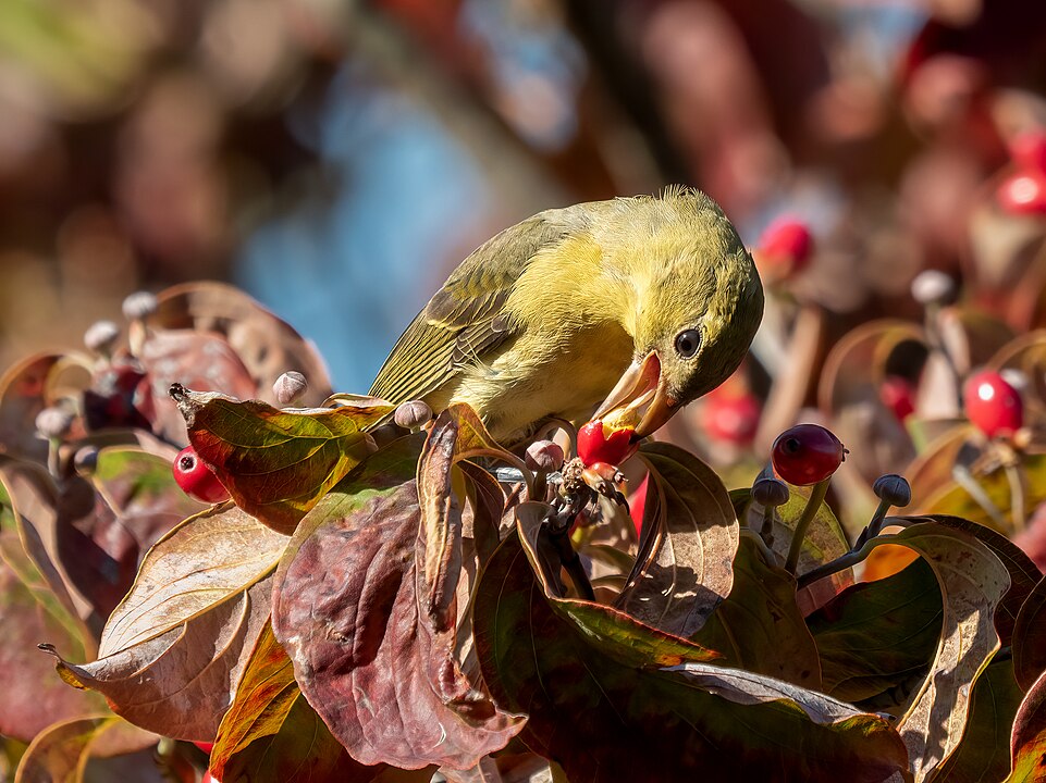 A alimentação do sanhaço escarlate é com sementes, frutas maduras e larvas, além de insetos voadores. 
