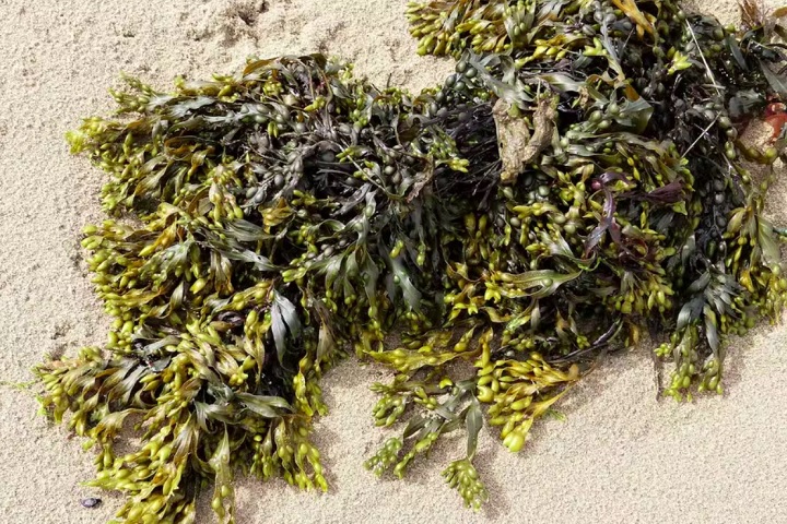 No entanto, uma pesquisa recente mostrou que, na verdade, essas algas são clones de uma única planta, possivelmente formando a maior população clonada já identificada.