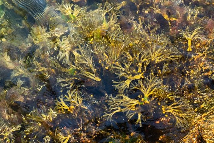 Essa outra espécie seria a Fucus vesiculosus (conhecida como bladderwrack). 