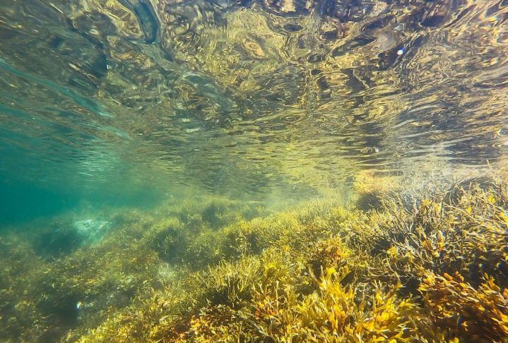 Esses organismos são encontrados em uma variedade de habitats marinhos, desde águas costeiras rasas até profundidades oceânicas, dependendo da disponibilidade de luz solar, essencial para a fotossíntese.