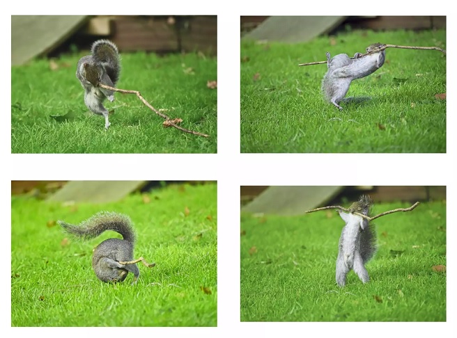 Categoria Incrível Portfólio de Internet - Vencedor: Flynn Thaitanunde-Lobb (Reino Unido), com quatro fotos: “Dancing To The Music (Dançando ao som da música); Rock guitar; Roly Poly; e Weight Lifting” (Levantamento de peso).
