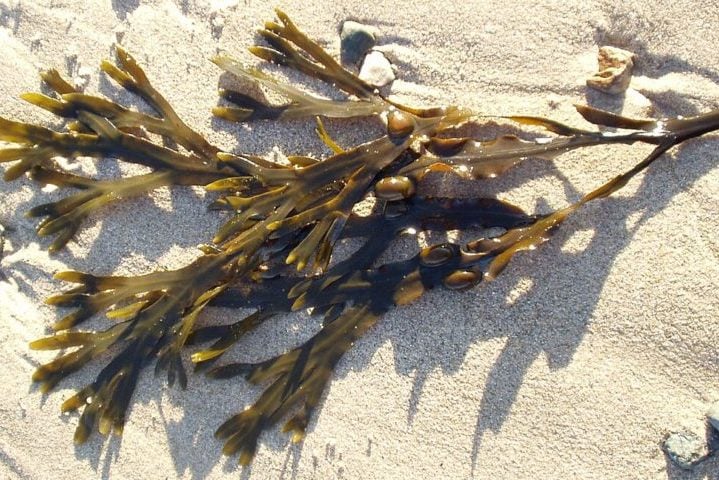 Os pesquisadores descobriram, por meio de análises genéticas, que essas algas são clones idênticos gerados a partir de fragmentos de uma única planta fêmea de bladderwrack. 