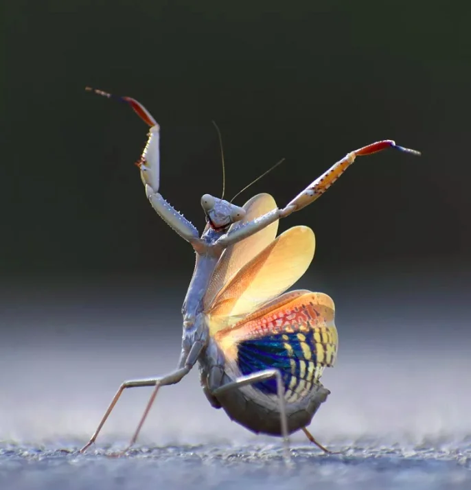 Categoria Insetos - Vencedor: Jose Miguel Gallego Molina (Espanha), com a foto “Mantis Flamenca” (Louva-a-deus flamenco, em português).