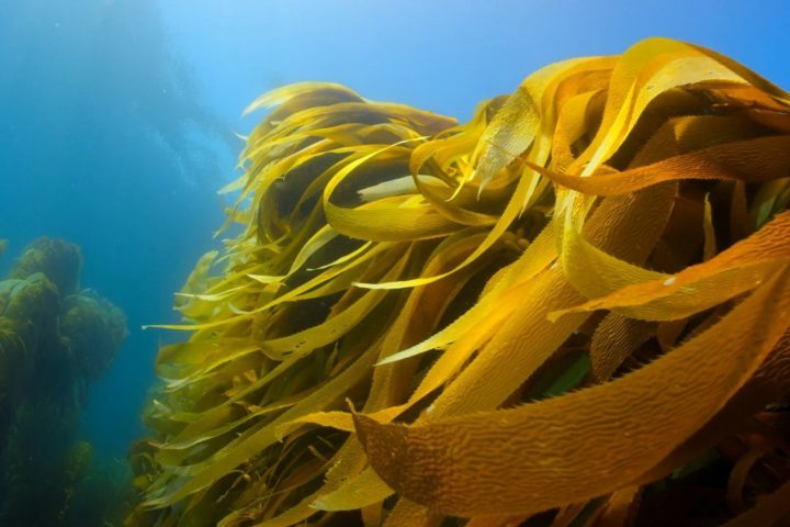 Populações geneticamente diversas de algas têm mais chances de sobreviver a ameaças, como doenças ou mudanças climáticas, porque alguns indivíduos podem ter genes que os tornam mais resistentes. 