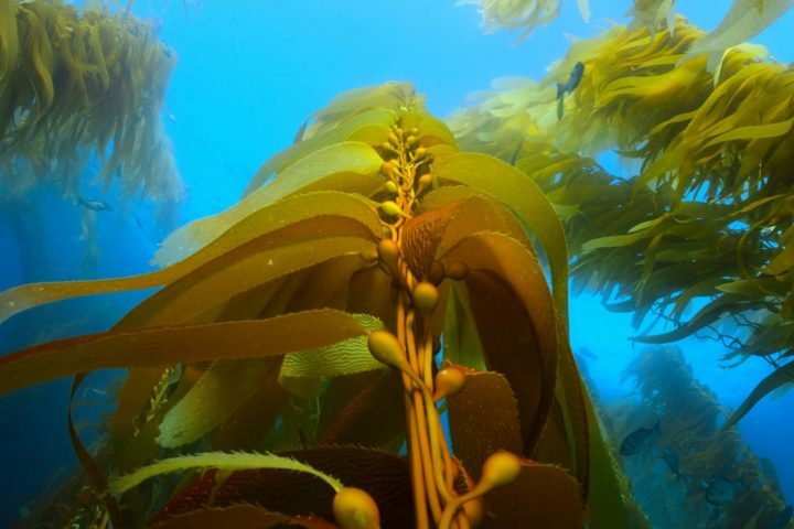 As algas também são fontes ricas de nutrientes, como vitaminas, minerais e antioxidantes, e vêm ganhando popularidade como superalimentos em diversas partes do mundo.