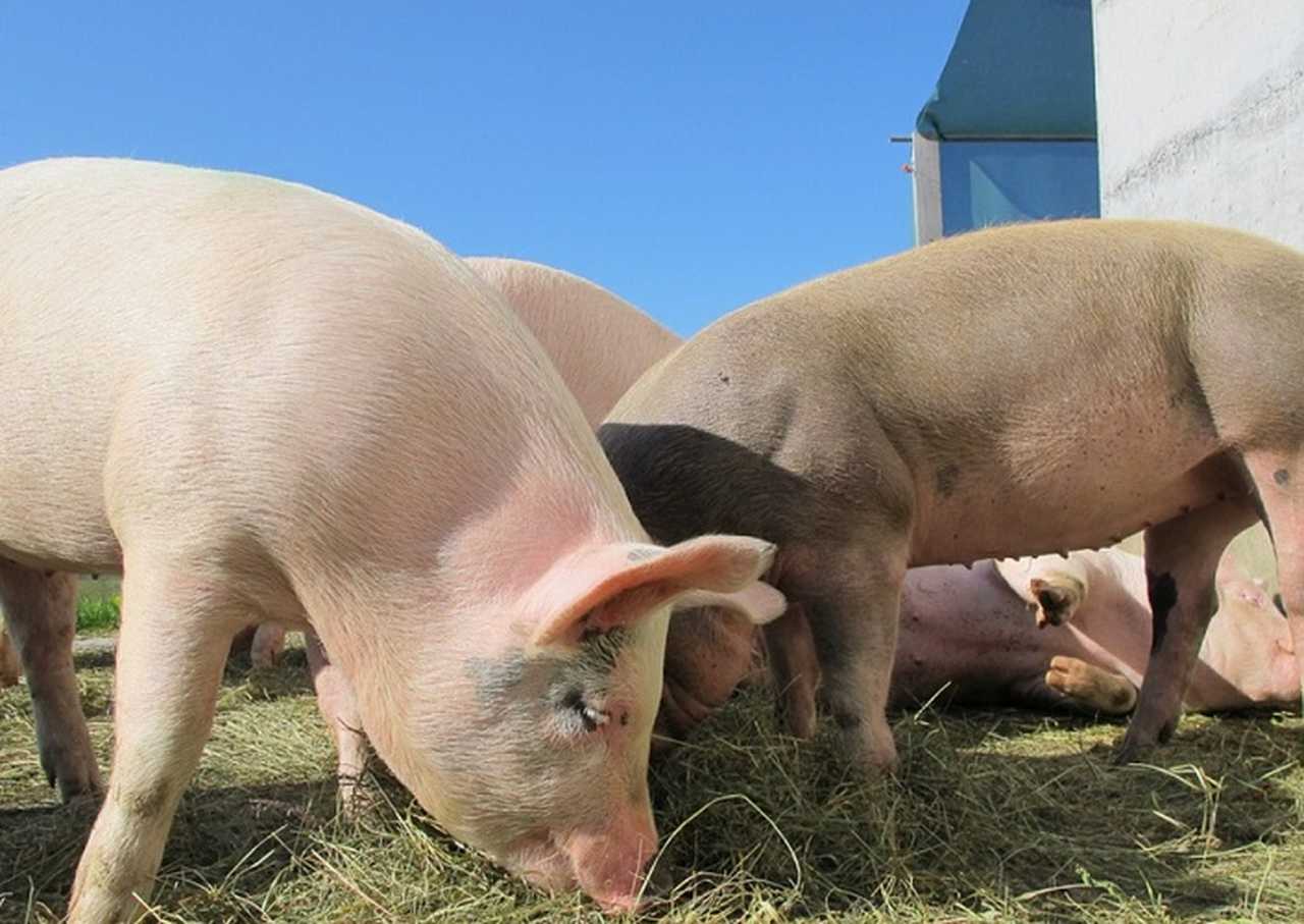 Gerar energia para uma cidade a partir do estrume de animais é possível? Um município do Paraná, no sul do Brasil, está mostrando que é.