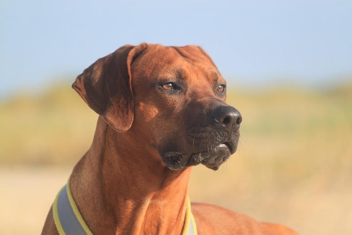 4º) Ridgeback da Rodésia: Originalmente criado para caçar leões, essa raça originária da África do Sul tem muita força e resistência. É conhecido por uma faixa de pelos invertidos nas costas — sua marca registrada.
