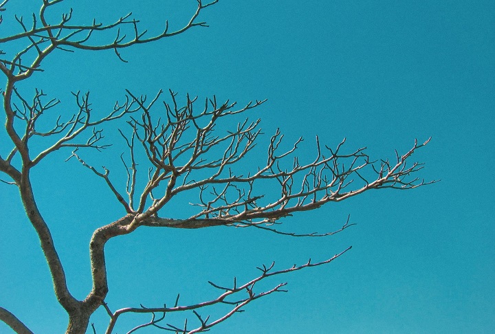 Por outro lado, espécies que são prejudicadas pelos raios perdem 5,7 vezes mais folhas das suas copas. Além disso, 64% delas morrem em até dois anos.