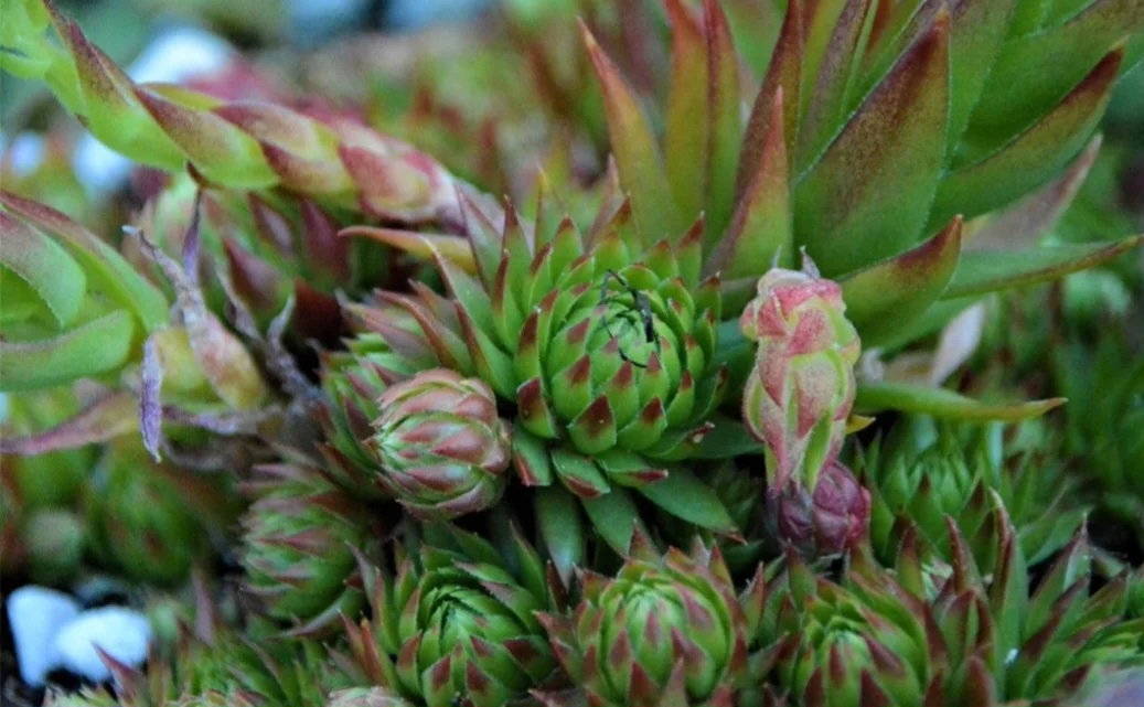 Exótica e nutritiva, a pitaya, também conhecida como fruta do dragão, tem um estilo de plantação mais simples do que parece. Com isso, qualquer pessoa pode se aventurar a desenvolver esse fruto, que traz diversos benefícios à saúde, em suas respectivas residências. 