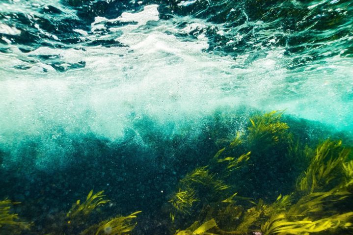 Esses organismos são fundamentais para a produção de oxigênio, além de servirem como base da cadeia alimentar para muitas espécies marinhas.