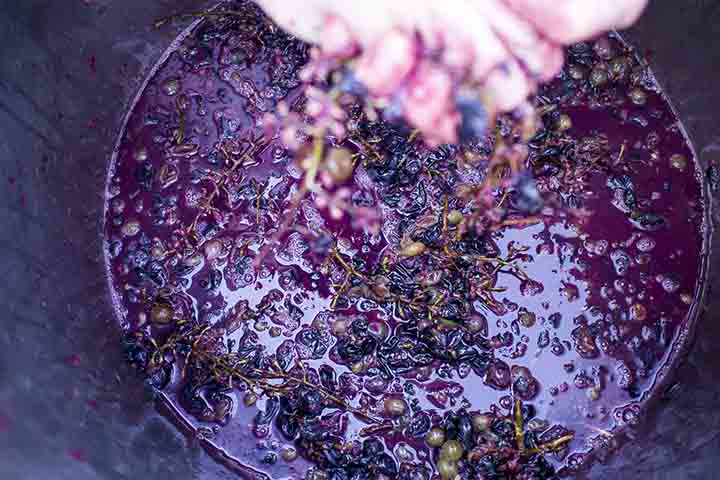 Entre os principais componentes do suco de uva, seja o integral ou processado (concentrado), estão os açúcares. Ele, então, pode aumentar a energia e a disposição para realizar atividades físicas.