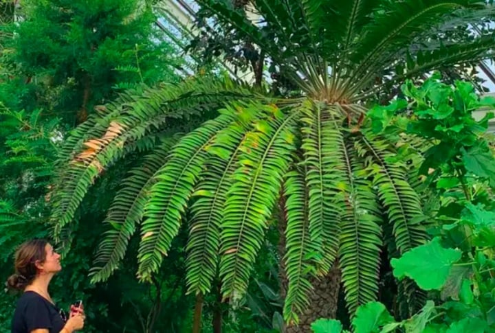 A história da E. woodii me inspirou muito; parece um daqueles contos clássicos de amor não correspondido, afirmou Laura Ciniti, pesquisadora da Universidade de Southampton.