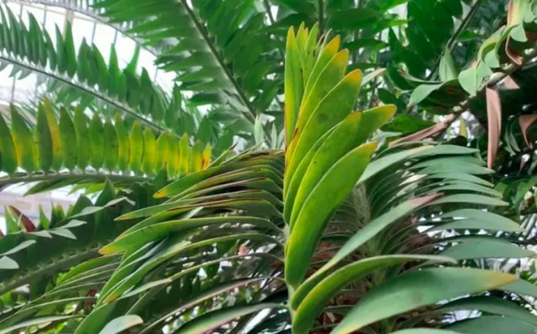 Hoje considerada uma das espécies mais ameaçadas do mundo, a Encephalartos woodii já existia antes da era dos dinossauros.