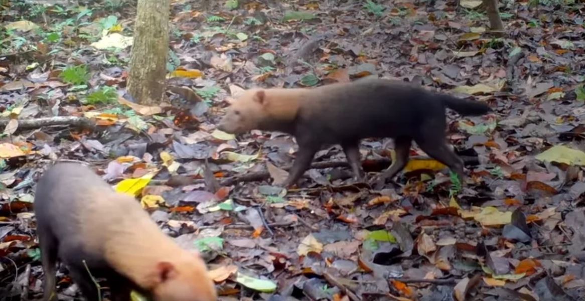 Em Inocência, em Mato Grosso do Sul, dois cachorros-vinagre foram vistos numa floresta de eucaliptos. Como essa espécie é rara e muitas pessoas nem conhecem, o assunto chamou muito a atenção. 