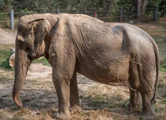Na Tailândia, uma elefanta ficou com problema de coluna por causa do peso dos turistas que ela carregou durante 25 anos. O transporte em elefantes é comum no país. 