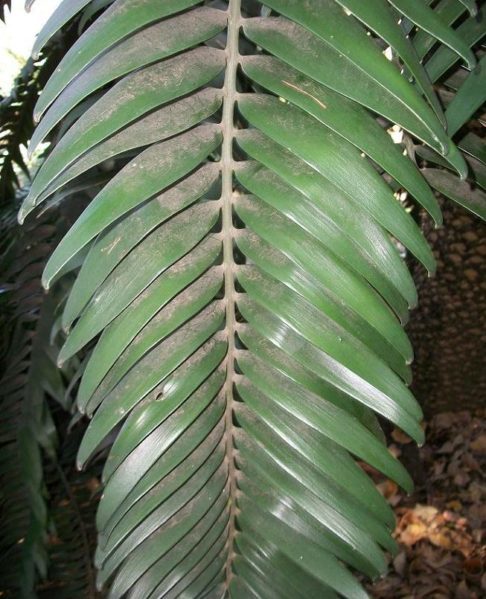 Ela lidera um projeto que usa drones e inteligência artificial para encontrar fêmeas da espécie.