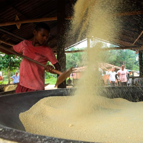 Outro uso bastante popular da mandioca é na produção de farinha de mandioca, um ingrediente essencial em muitas receitas da culinária nordestina e mineira, como a tapioca, que é consumida tanto no café da manhã quanto no lanche, recheada com queijo, coco, frutas e outros ingredientes.