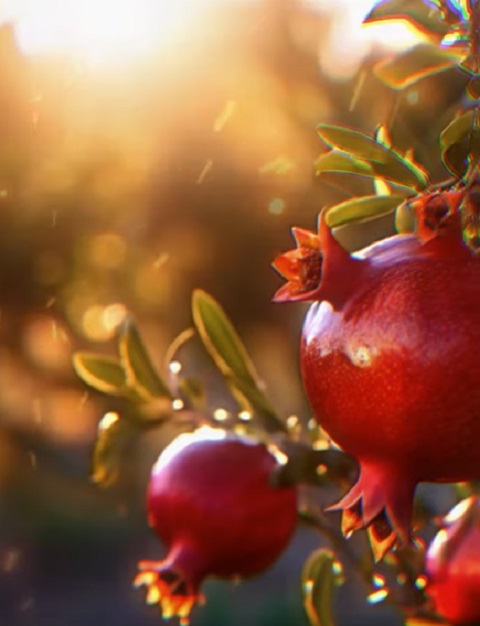 A romã é rica em sais minerais como fósforo, potássio, sódio, cálcio e ferro, que são essenciais para o bom funcionamento do organismo e para a prevenção de várias doenças. Embora os estudos em humanos ainda sejam limitados, os resultados preliminares são promissores. 