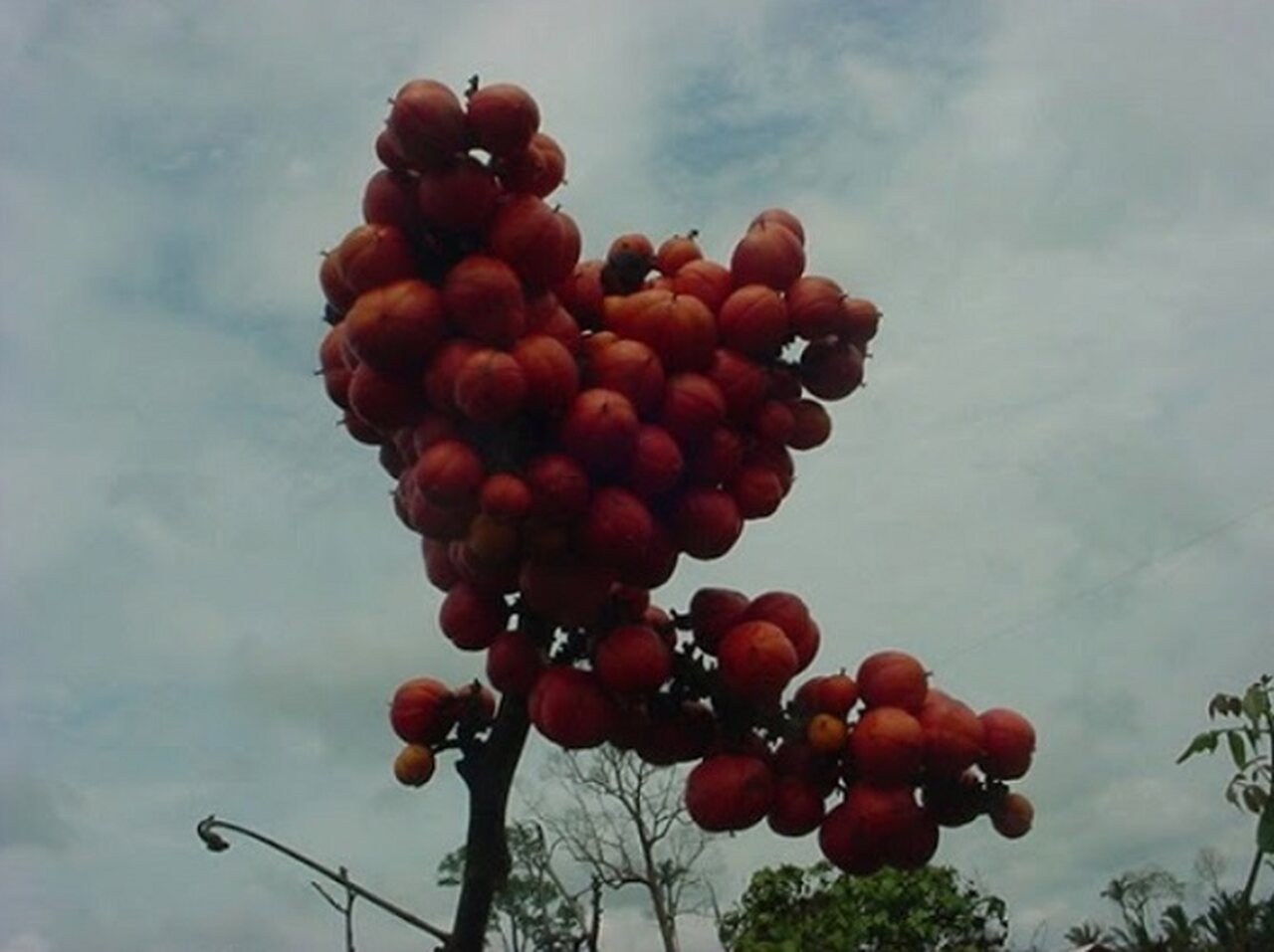 O processo de propagação do guaraná é feito principalmente por enraizamento de estacas, já que a semente apresenta grande variabilidade genética, o que dificulta sua utilização para o cultivo.