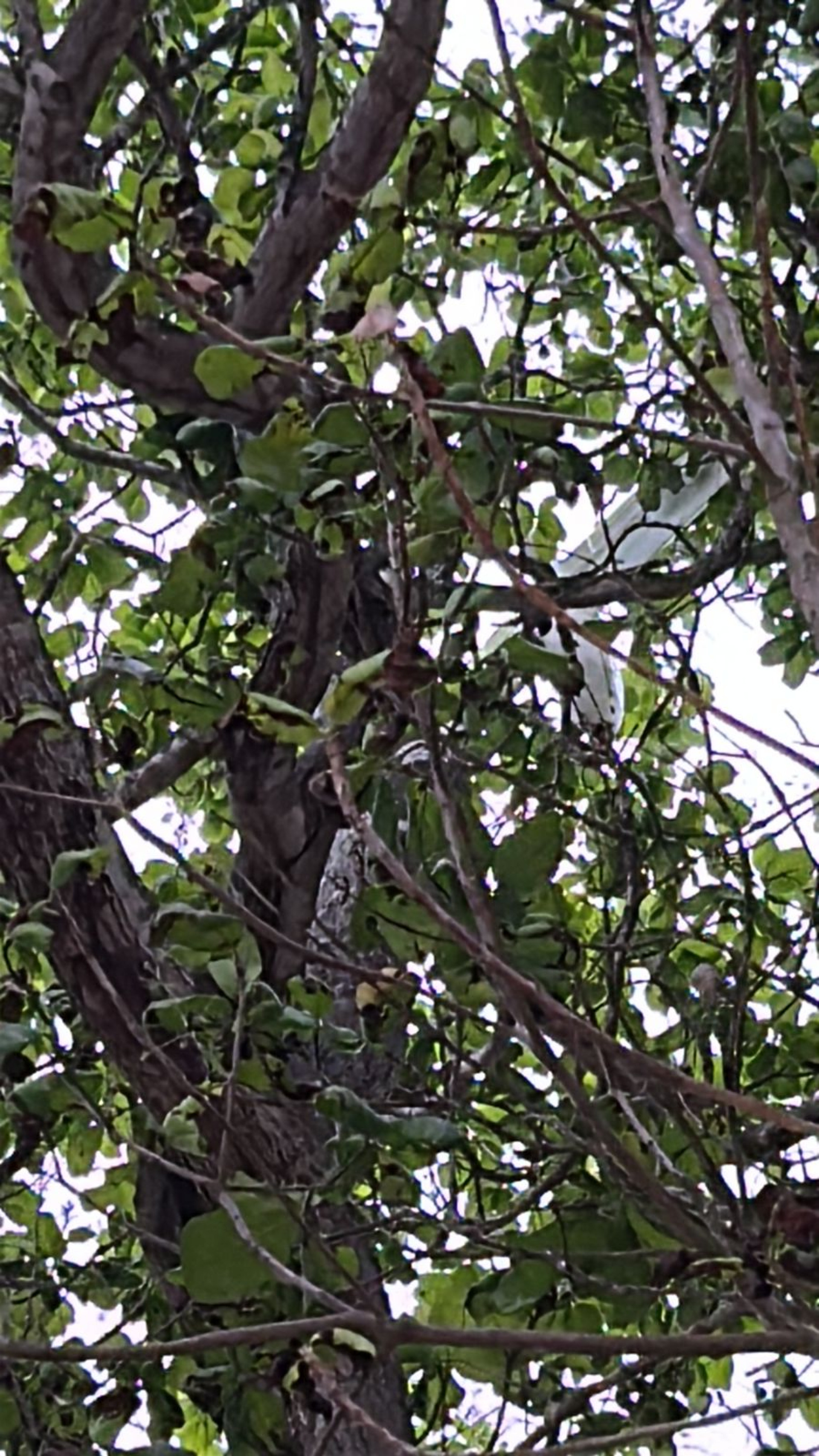 O objeto foi removido pelos bombeiros