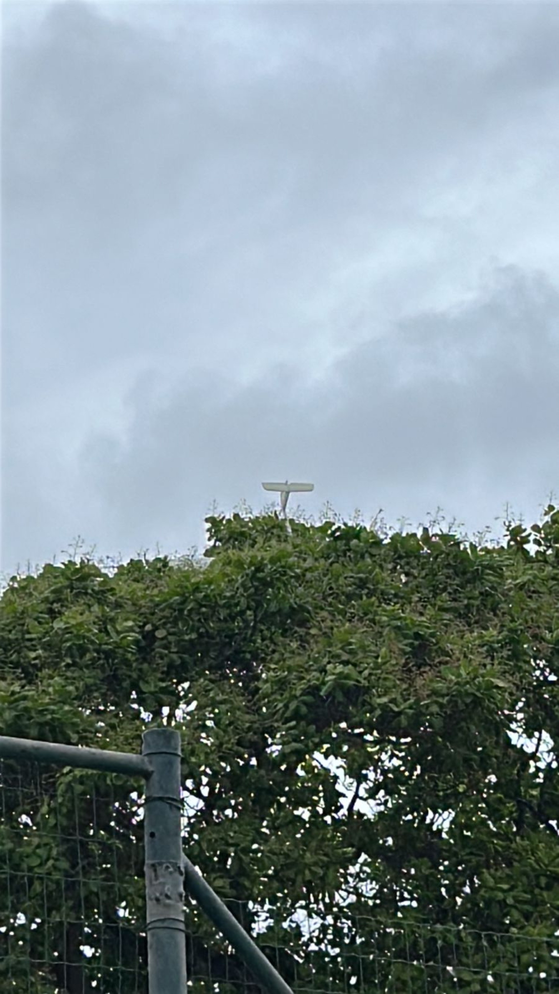 Aeromodelo ficou preso em cajueiro de grande porte