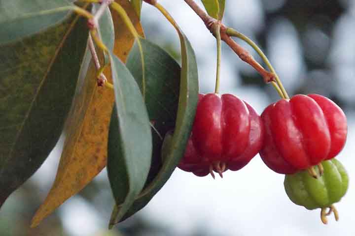 Pitanga: Versátil e saborosa, a pitanga oferece um sabor doce e cítrico, com um toque picante. Fonte de vitamina C, potássio e fósforo, é perfeita para consumo fresco, sucos, molhos, conservas e até bolos.