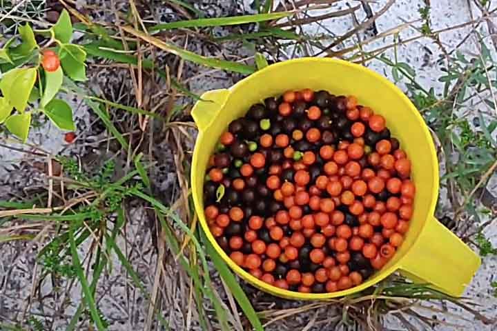 O fruto é pequeno, arredondado e possui uma cor que varia do vermelho ao roxo quando maduro. Pode ser consumido in natura, mas é mais comum ser utilizado no preparo de sucos, geleias, compotas, licores e sorvetes.